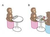 ÉVOLUTION: synchronisation chez singes, témoigne d'un cerveau social Scientific Reports
