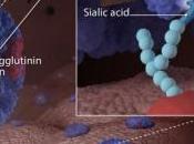 GRIPPE: Vers nouvel antiviral? Science Express