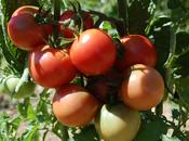 mildiou tomate guide