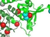 SYNDROME LYNCH: structure atomique d'une protéine révèle gravité Nature Structural Molecular Biology