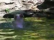 cochon sauve chèvre noyade fake