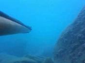 chasse sous marine dans d'eau vidéo
