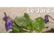 violettes sont retour