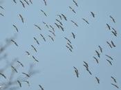 Migration grues dans ciel orléanais