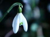 Galanthus nivalis 'Flore Pleno'