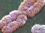 chromosome plus ancien monde découvert chez Américain