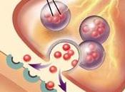STRESS POST-TRAUMA: rapamycine pour effacer peur PNAS