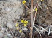 production fruitière Cornus
