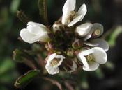 Premières fleurs Cardamine hirsute (Cardamine hirsuta)