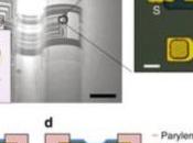CERVEAU: Aujourd'hui transistors organiques, demain interfaces Homme-machine Inserm Nature Communications