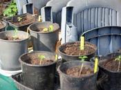 forêt (débutante) Kazakhstan