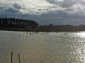 espace naturel quiétude pour nombreux oiseaux...