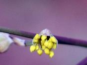 Cornus mas, fleur fruit