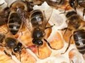 Mortalité abeilles pesticides l'Europe s'en fout