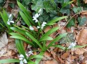 Puschkinia libatonica