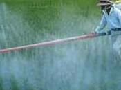Empoisonnement durable: pesticides dans l’eau minérale