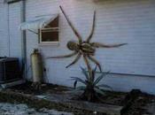 L’arraignee plus grosse monde (angolan witch spider)