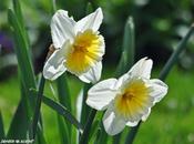 calendrier lunaire jardinier Avril 2013