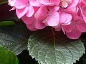 Hortensisa Hydrangéas