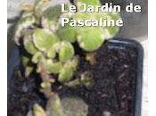 Comment multiplier Plectranthus