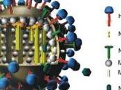 H5N1: vaccin base virus génétiquement modifié, efficace furet Journal Virology