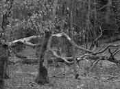 Promenons-nous dans bois...