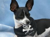 Good News pour jailbreak iPhone 6.1.3...