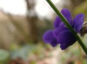 printemps dans sous-bois