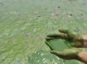 algues vertes nouvelles condamnations l'Etat devant Cour administrative d'appel Nantes