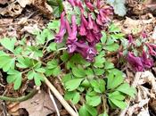 Floraisons forêt Corydale, Cornouiller Joli-bois