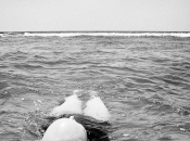 bataille nous n’avons choisie