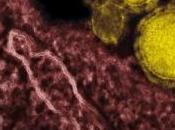 CORONAVIRUS NCoV: modèle macaque pour comprendre l'infection England Journal Medicine