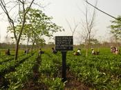 "tea-gardens" Assam