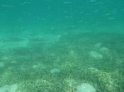 Rock’n roll roques