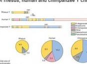ÉVOLUTION: chromosome encore pour quelques millions d'années Université Canberra- Nature