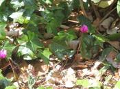 Cyclamen pseudibericum
