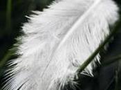 Oscar, l'oiseau plus laid monde