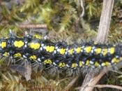 Callimorpha dominula