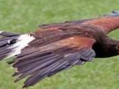 buses Parc encore boulot