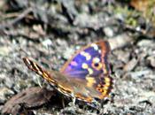 Apatura ilia, Petit Mars changeant