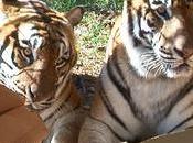 Tous félins aiment cartons