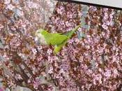 Premières expérimentations d’un signal Ultra H.265 satellite