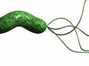 CANCER GASTRIQUE: Trop réveille Pylori augmente risque Infection Immunity