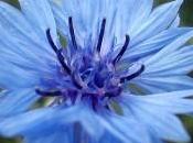 Bleuet points pour assurer belle floraison