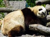 chauffage l’excrément animal pour ZooParc Beauval