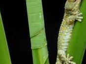 PLAIES HUMIDES: gecko l'adhésif colle lorsqu'il mouillé PNAS