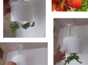 Planter tomates l’envers moins chrono