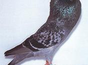principes fondamentaux pour élever pigeons