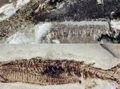 unique poisson fossile double nageoire anale