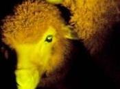 RECHERCHE: marqueur biologique fluo pour identifier animaux transgéniques Animal Reproduction Institute
